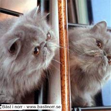 (N) Stalusan Anziera