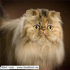 S*Na-Chaered’s Posh Spice Vicky