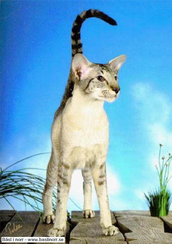 EP/IC S*Cat Trick´s Chipi Pepper JW DSM