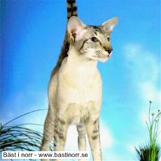 EP/IC S*Cat Trick´s Chipi Pepper JW DSM