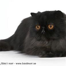 EP (N) Du Monet Gio Franco