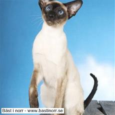 S*Bergbackens Peppers Manga JW