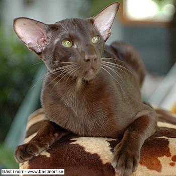 GIC S*Tammee´s Wonderboy of Scandinavia, JW