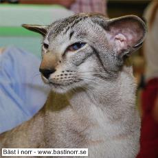 GIC HU*Okonor Kobold