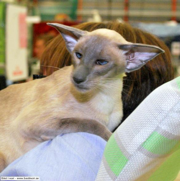 S*SiMyKeth GoldenSea of Okonorway