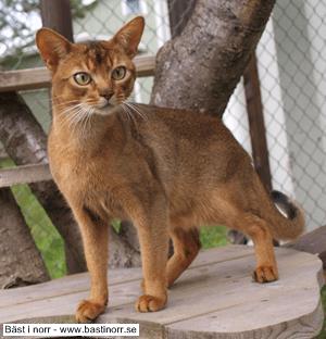 GoodNews King of Hearts