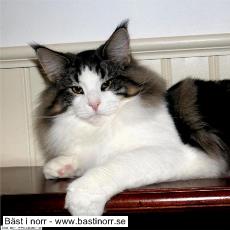 S*Just Catnap´s Dianthus