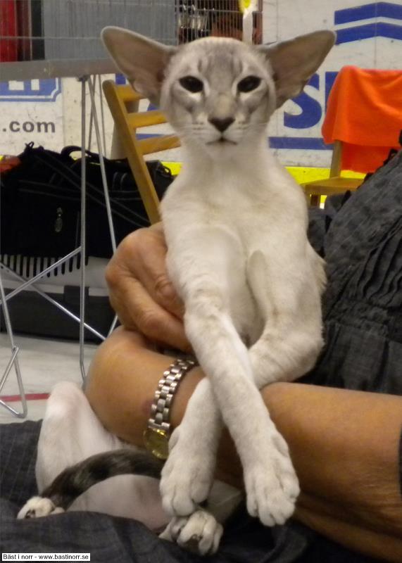 Bergbackens Uma Ultimata