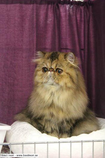 Virrivinda´s Guld Marie 