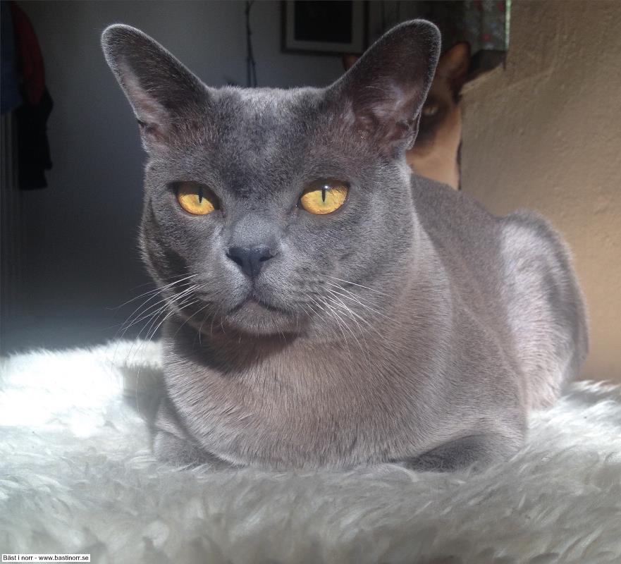 Globetrotters Honduras 