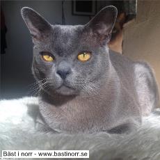 Globetrotters Honduras 