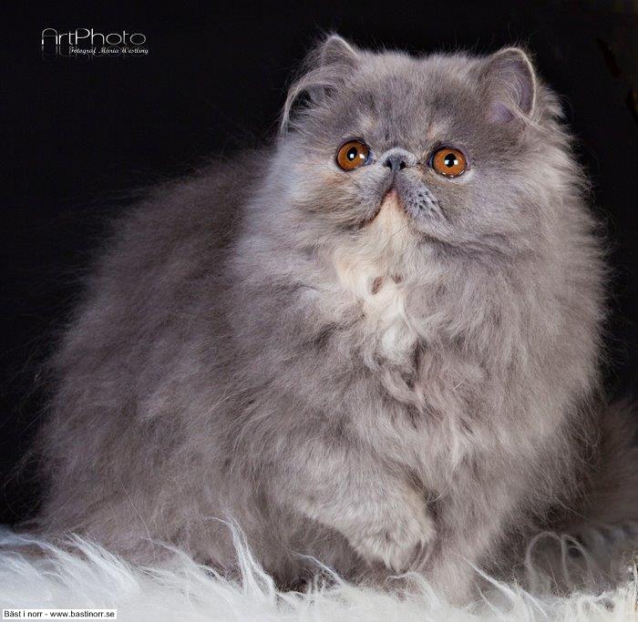 Vilda Western´s Diana