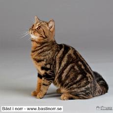 FI*Rhinestone's Nona