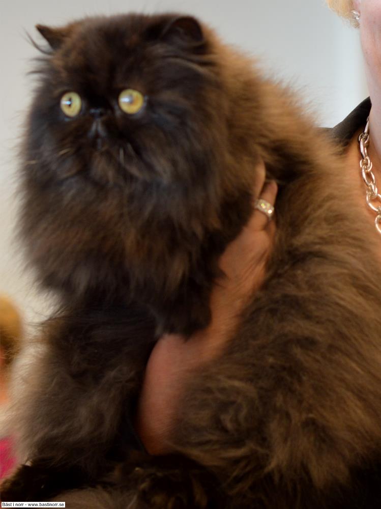 SP SC S*Amors Troll Venuz DSM