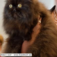 SP SC S*Amors Troll Venuz DSM