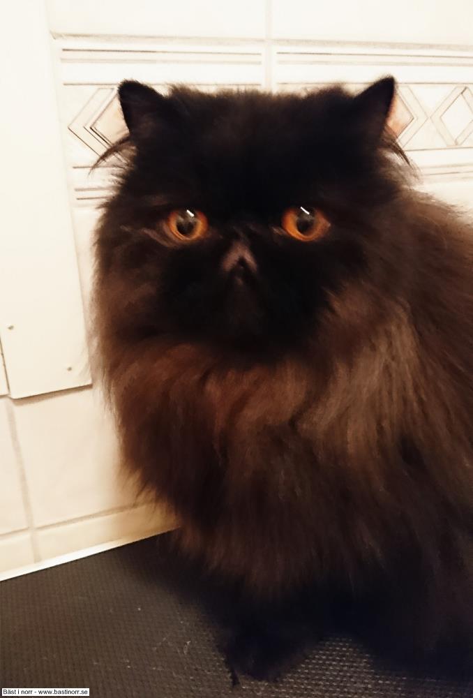 IP S*Vilda Western's Cute Claire