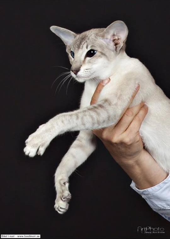 S*Moramyran's Vinges Cornelia