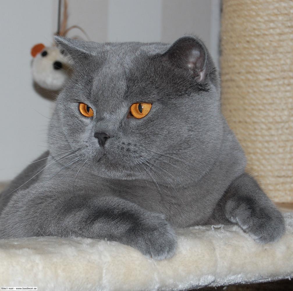 SC S*Lord Signe's Sheldon Cooper DVM