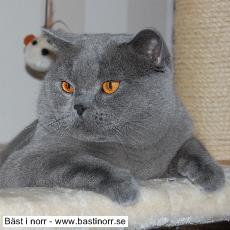 SC S*Lord Signe's Sheldon Cooper DVM