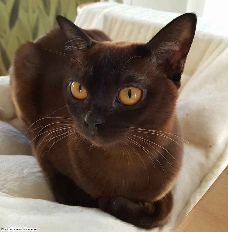 S*Globetrotter's Queen Anne