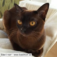 S*Globetrotter's Queen Anne