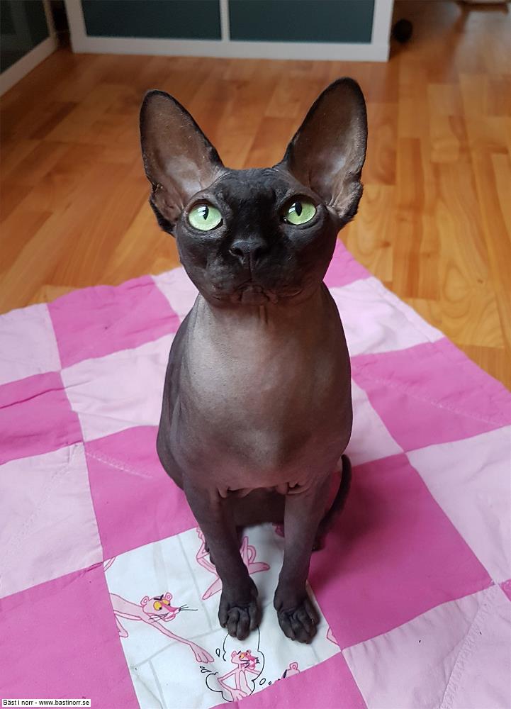 SP SE*Fabulous Stars Hercules DSM