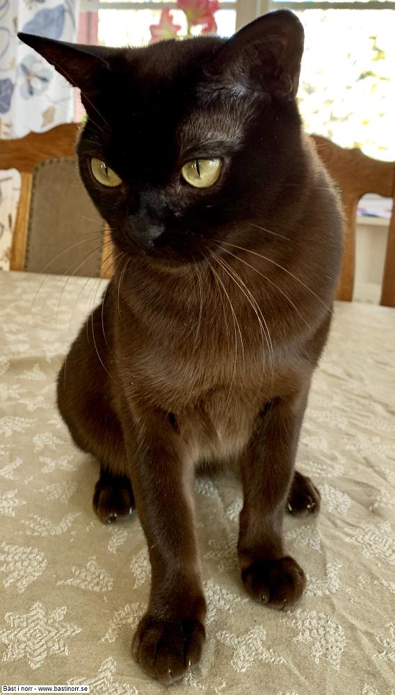 GIP Shai-San-War's Viggo