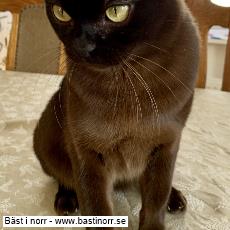 GIP Shai-San-War's Viggo