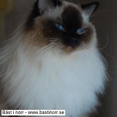 IC SE*Sightly Dolls MM Bacardi Vaníla