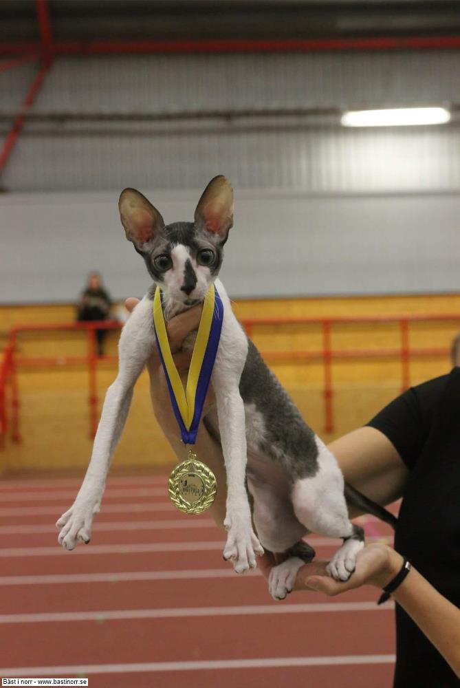 SE*DarkTown's Good Looking