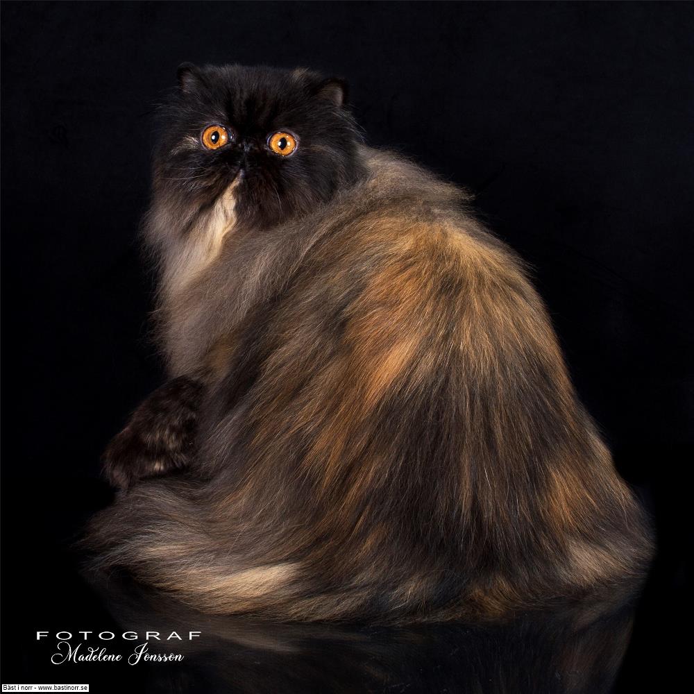 IC S*Athelstones How Many Tears JW