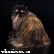 IC S*Athelstones How Many Tears JW