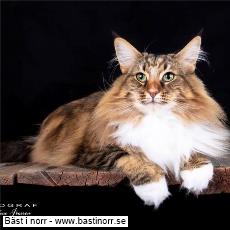 IC S*Curly line Birgit