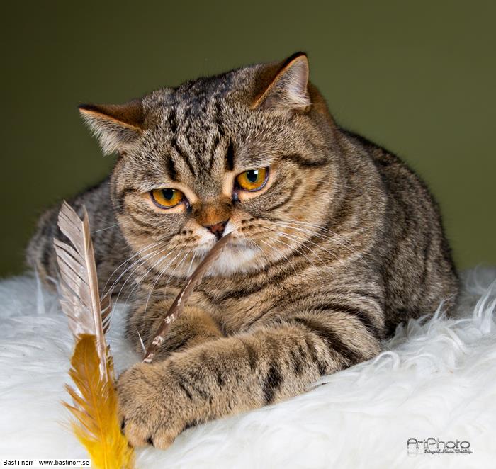 GIP S*Razzlecat's Lady Godiva