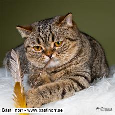 GIP S*Razzlecat's Lady Godiva