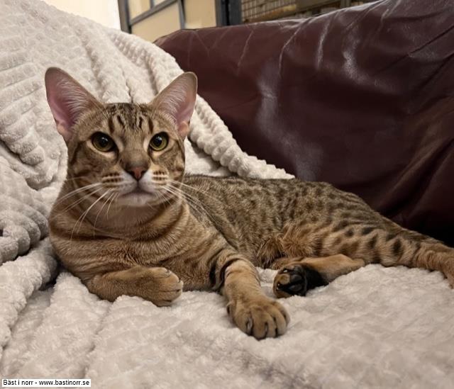 FI*Moosegrove Edmonton 4 Meavitas JW