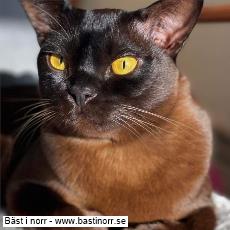 GIP SE*Pendas Corleone