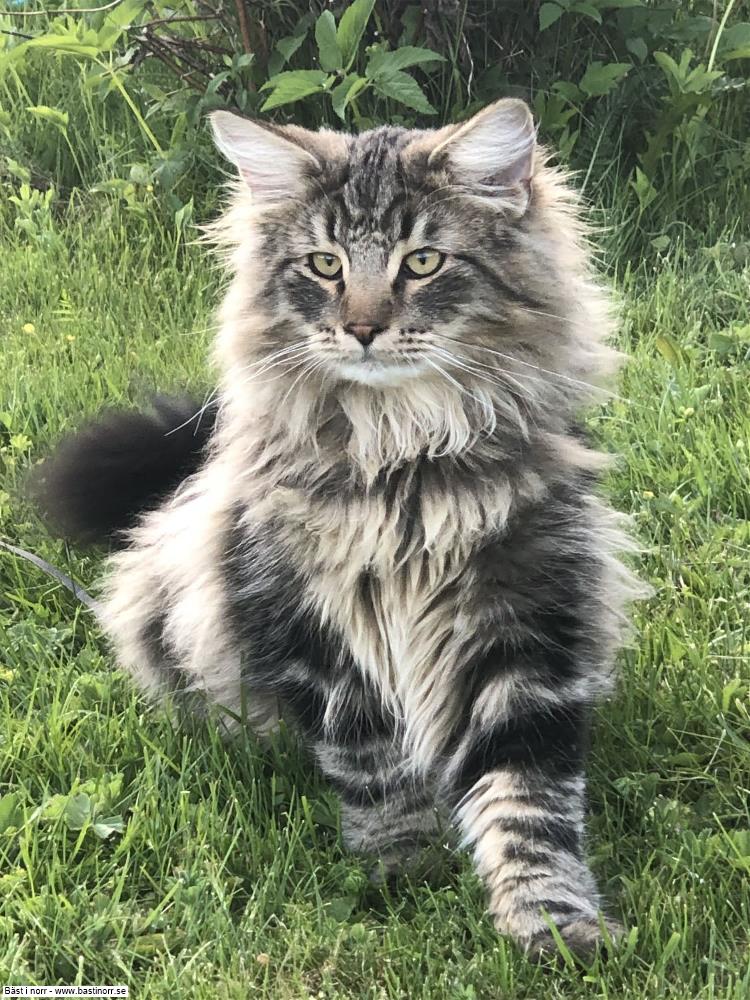 S*Just Catnap's Cullinan