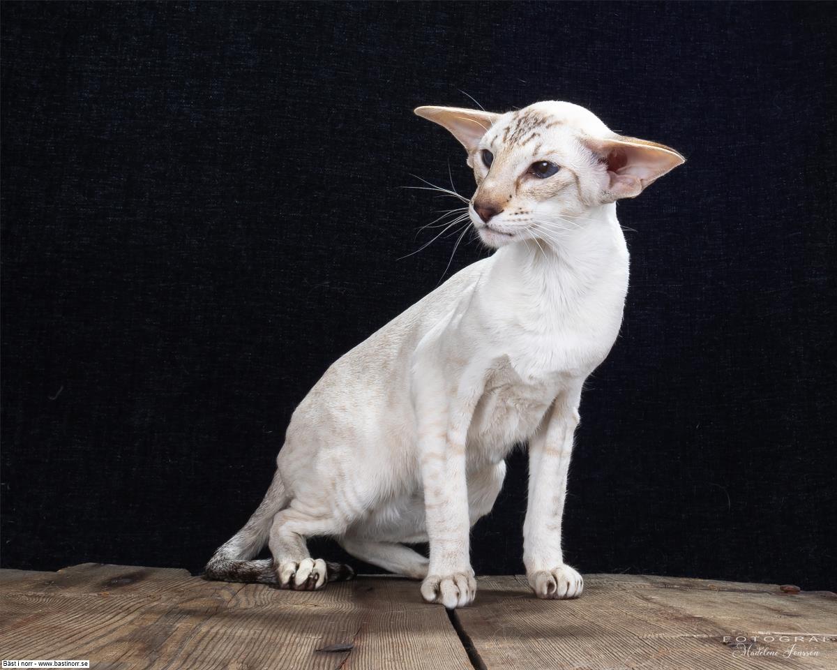 SC SE*Ediecats Willow