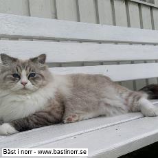 GIC JCH Z`Avi Kubaland*PL JW