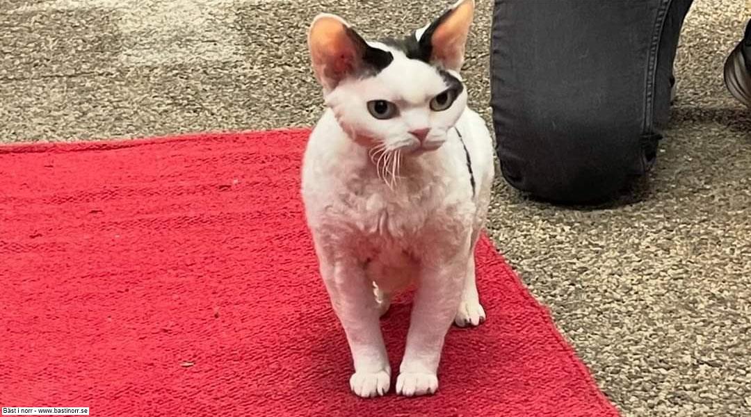 SP CH S*Bonnea's Vizzla DSM