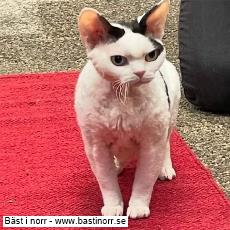 SP CH S*Bonnea's Vizzla DSM